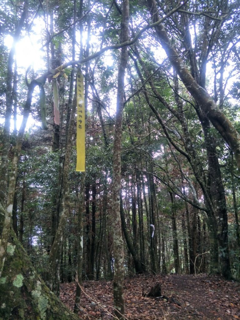 谷關七雄:阿白縱走-白毛山+太郎山+次郎山_1513734