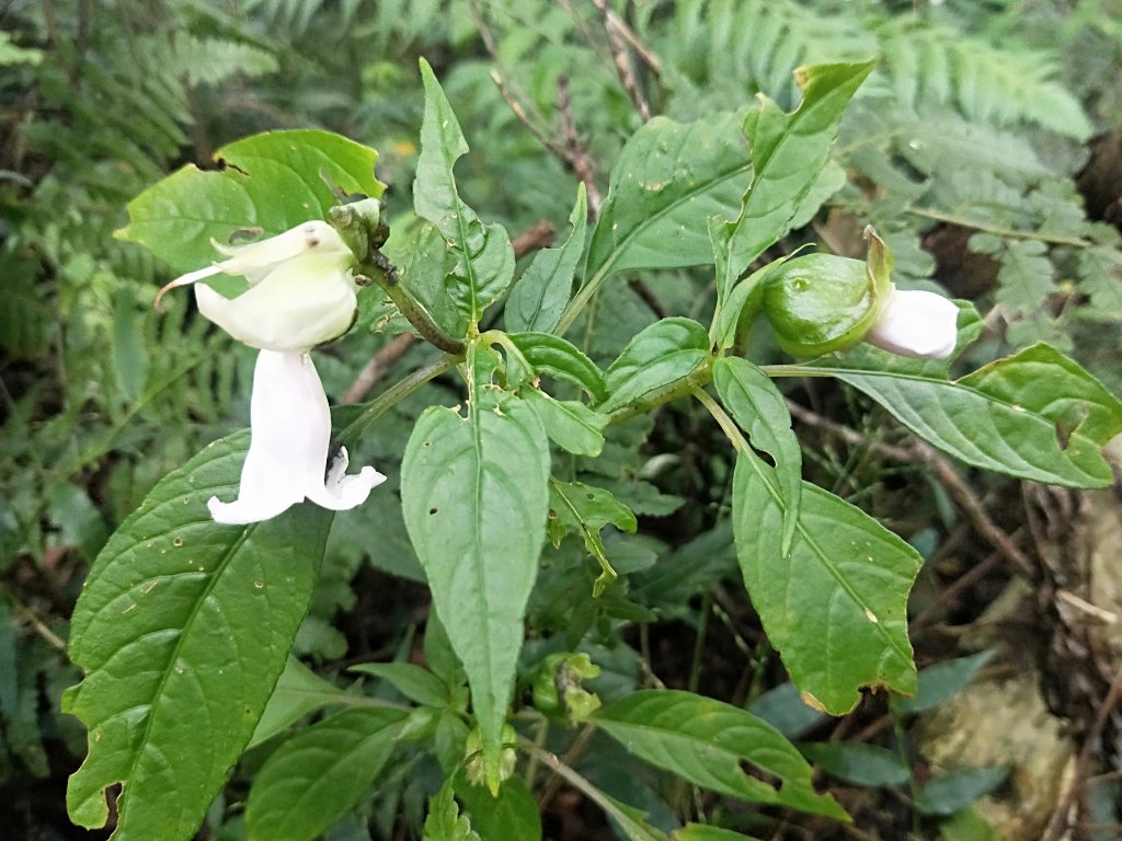202009 菜公坑山，二子坪步道逛逛_1103188