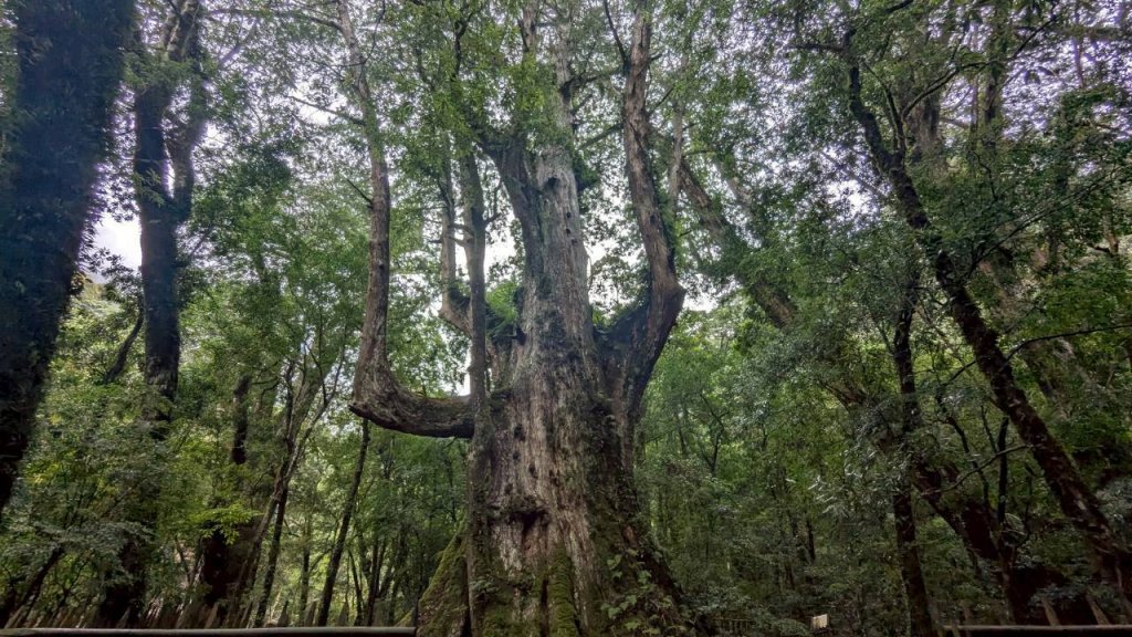 司馬庫斯巨木步道封面圖