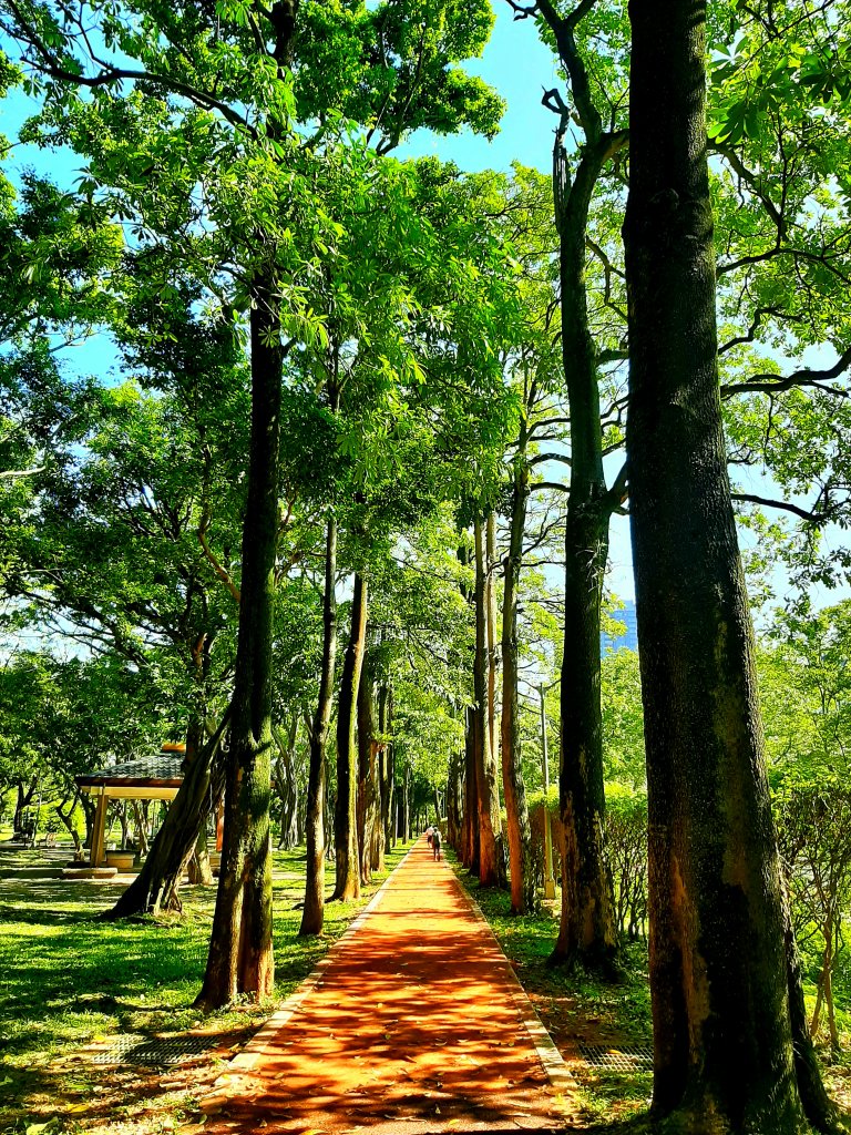 臺北趴趴走｜文山森林、台大、林森、淡水、大安森林、象山_2238319