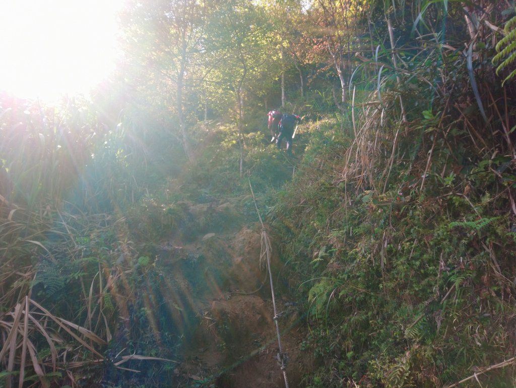 溪頭 南鳳凰山 天文台 神木O型 _869833