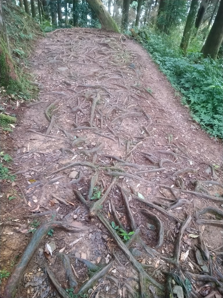 小百岳:嘉義大凍山_1184838