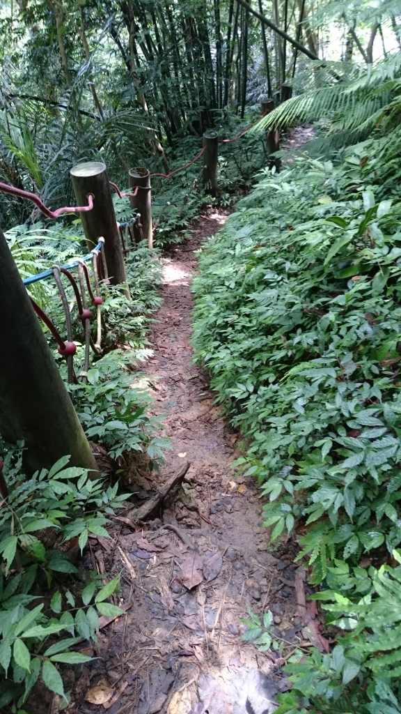 五寮尖登山步道_41055