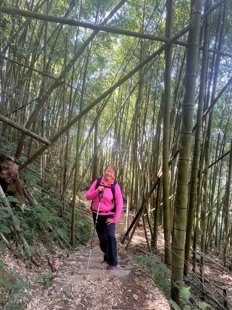 嘉南雲峰、九穹神木_3014471