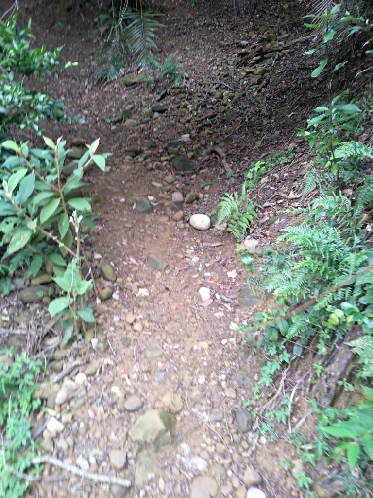 蓮華山步道上蕨類地毯_1600960