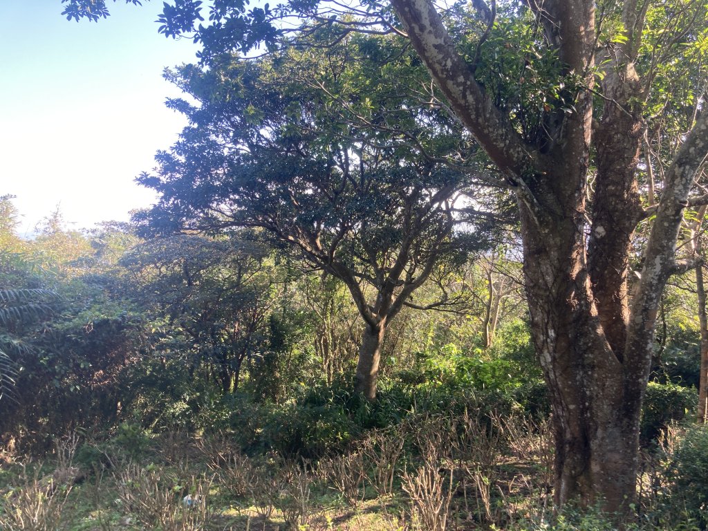 觀音山硬漢嶺登山步道+北橫古道+尖石步道_2402149