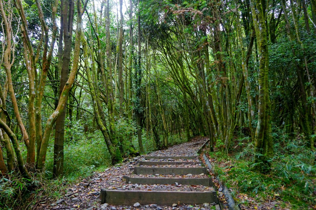 檜山巨木森林步道_481599