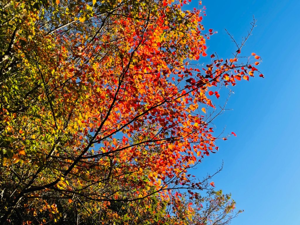 1101204大雪山230林道3k_1538298