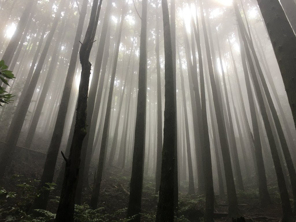 長壽山(1860)避暑輕鬆走一日行封面圖