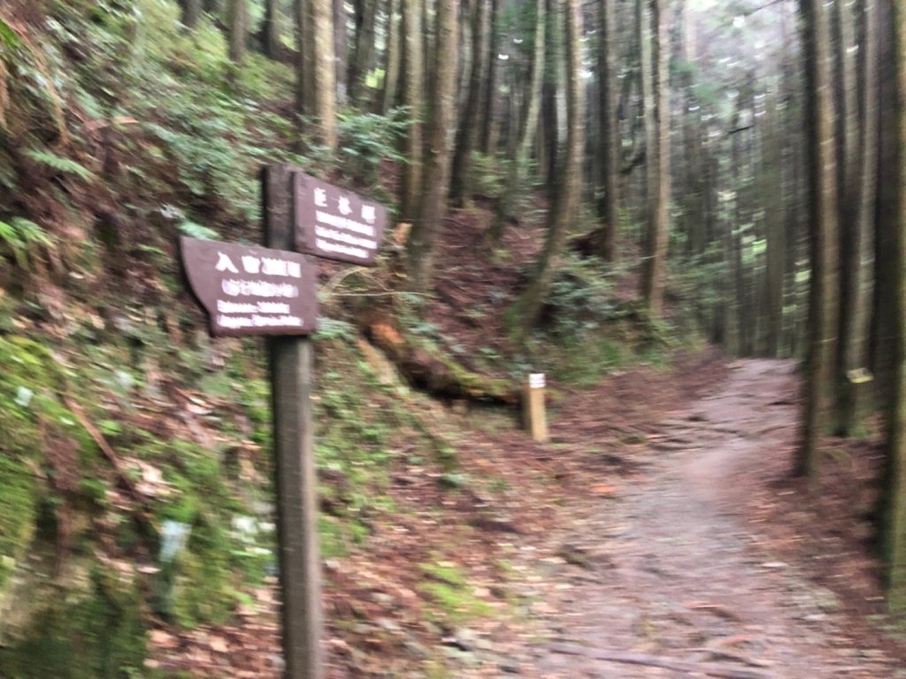 觀霧 檜山巨木步道 雲霧步道_501020