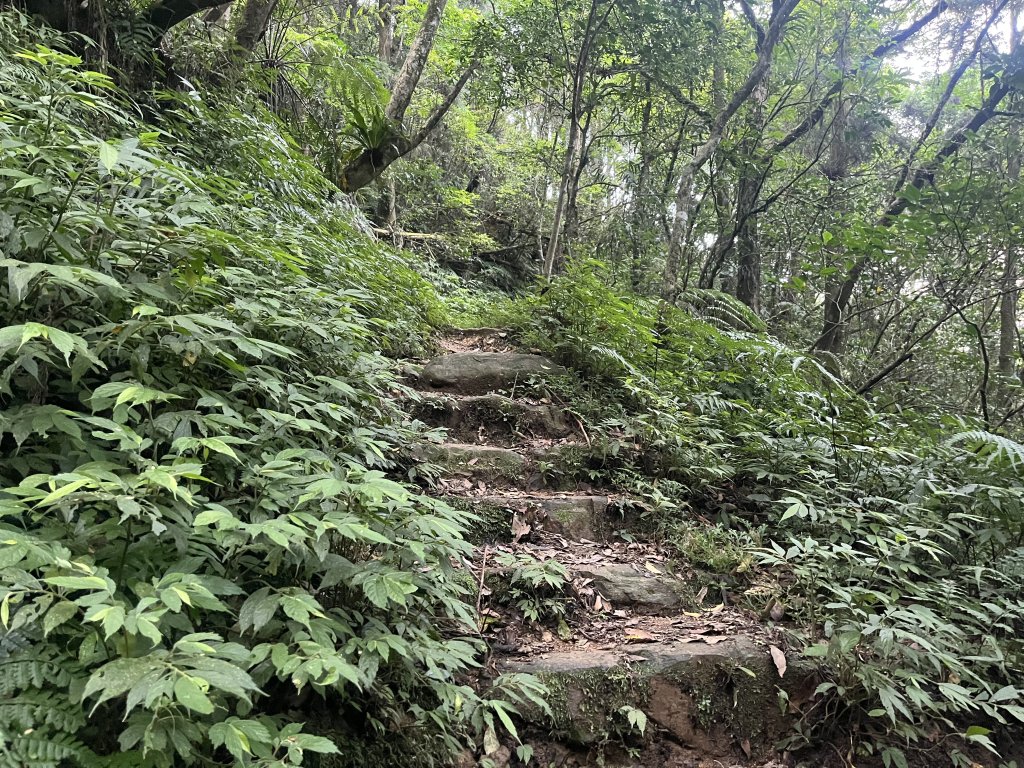 [淡蘭古道] 2024_0623 中路第五段-烏山越嶺古道_2533829
