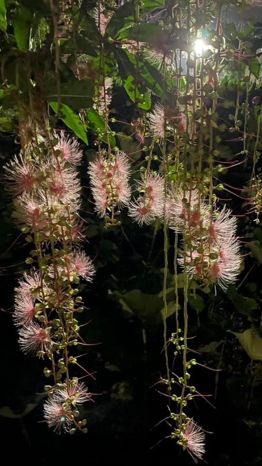 夜衝台大追ㄧ夜美人/穗花棋盤腳_2574185