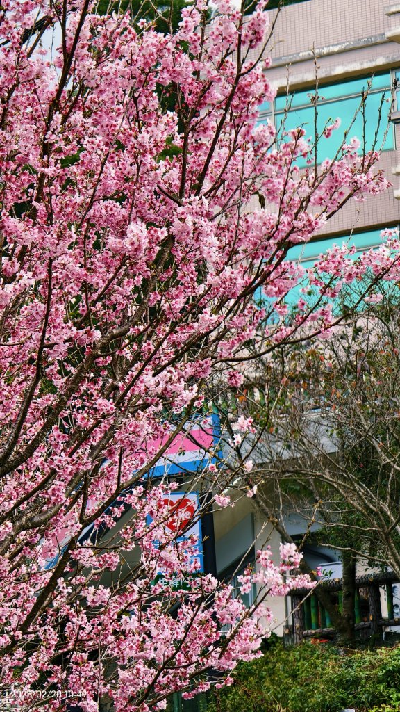 2/20 #天元宮 #墨染櫻(香水櫻)  #楓樹湖 #木蘭花(辛夷)_2716229