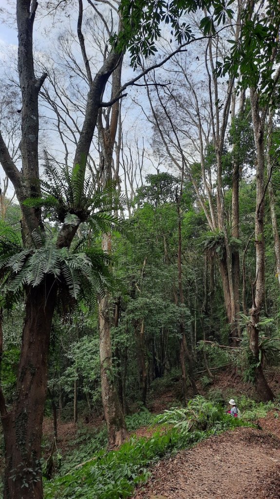 《苗栗》馬那邦山｜ 上湖線＞天然湖O巡20210220_1277439