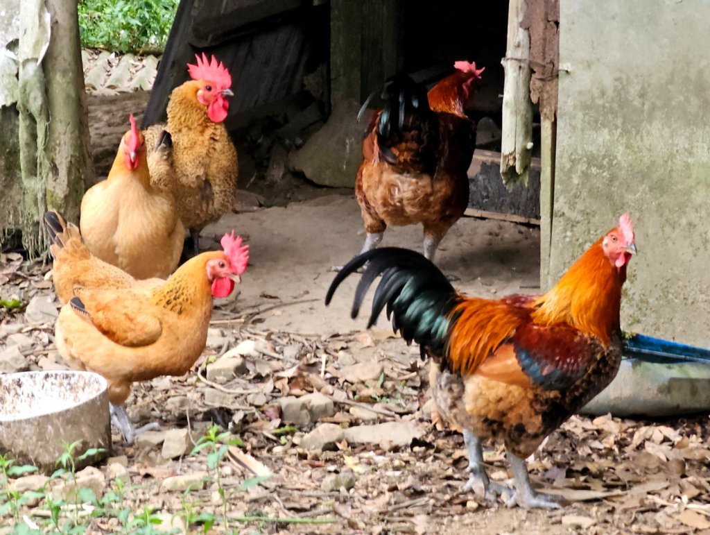 淡蘭中路第四段：威惠廟至灣潭古道登山口(崩山坑線)封面圖