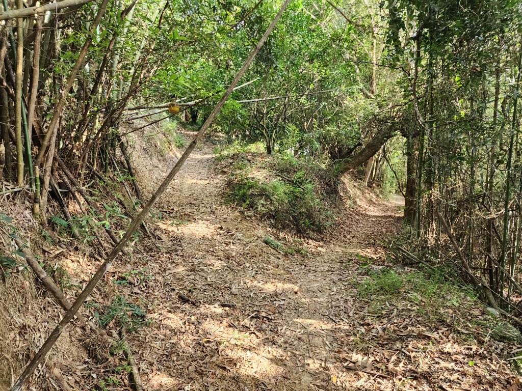 20240721泰安登山步道登七塊山_2599963