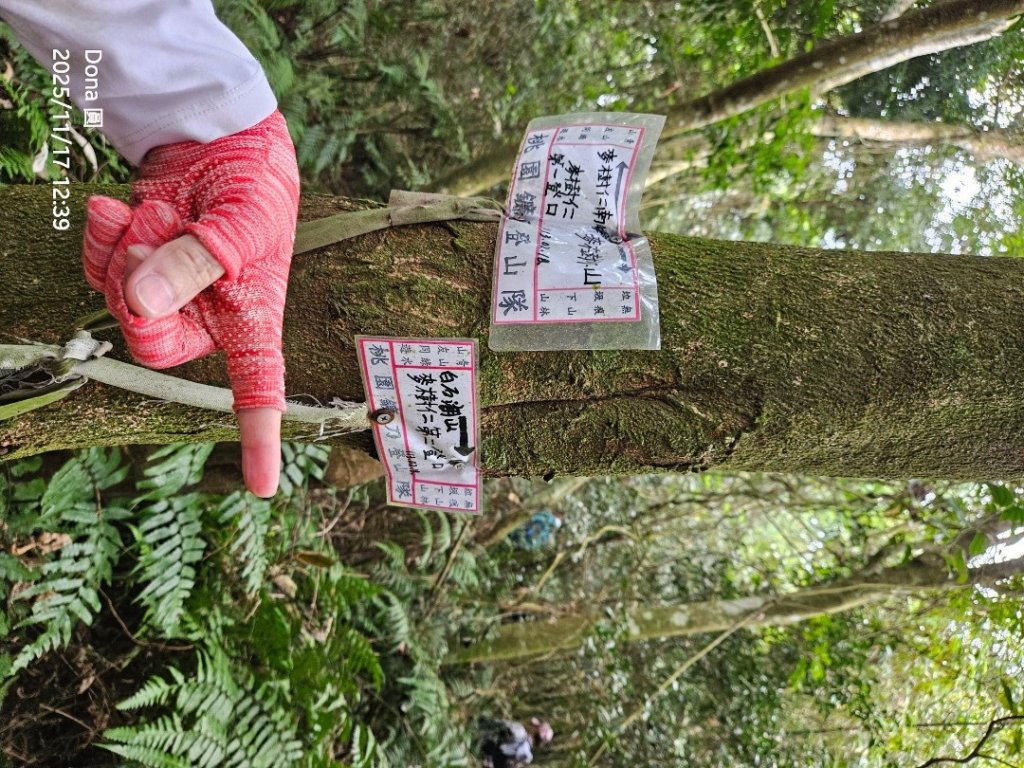 20251117新竹內灣三山四峰(內灣山.麥樹仁山南峰.麥樹仁山.白石湖山)_2939928