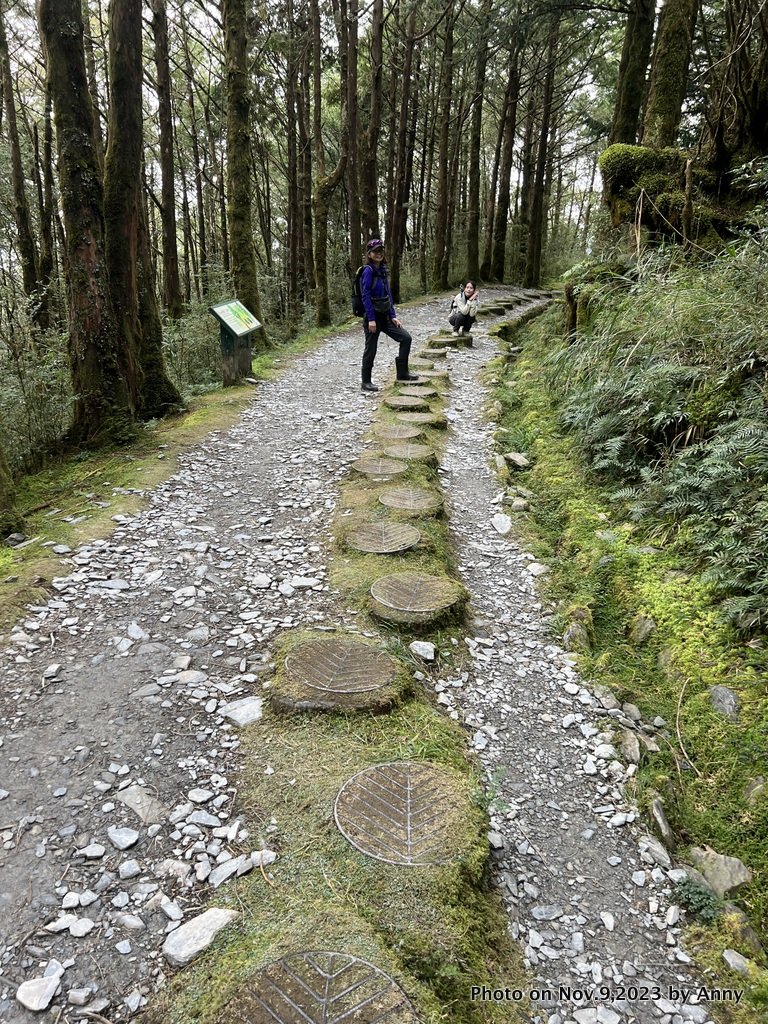 台灣國家山毛櫸步道_2355438