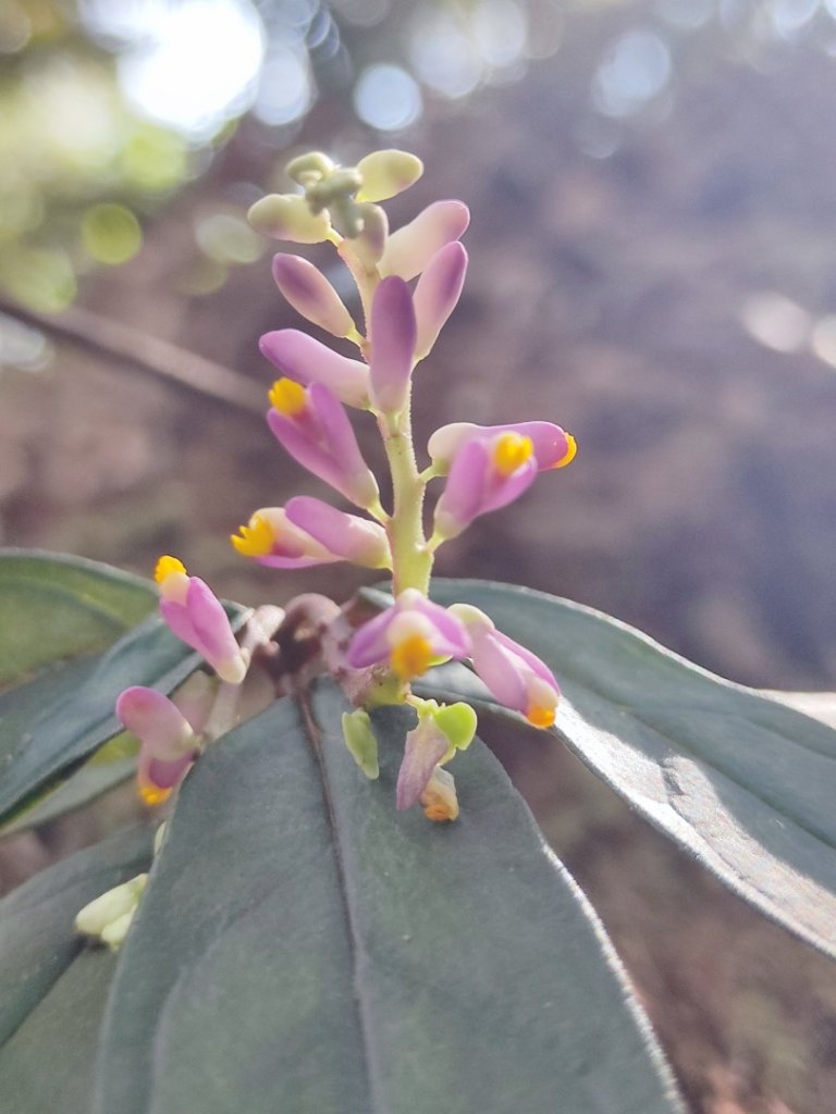 八仙佳保_2746089