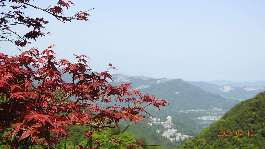 翡翠水庫壩頂(新店四十份)再見日出雲海+賞 #松月櫻 &桐花_2115047