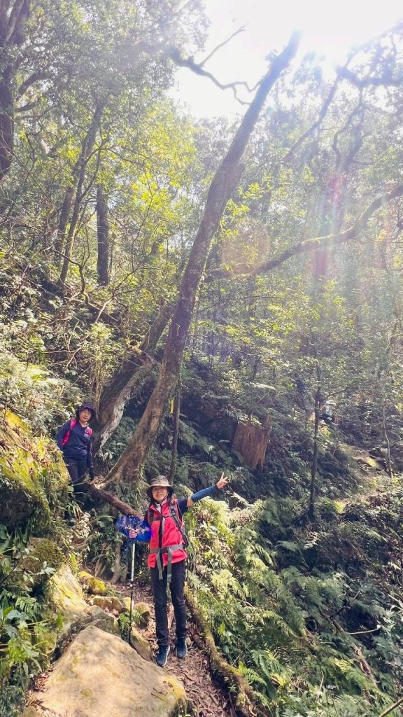 🌈3/15（日）北得拉曼神木+內鳥嘴山✨FB：熊熊趴爬走🌈_3016849