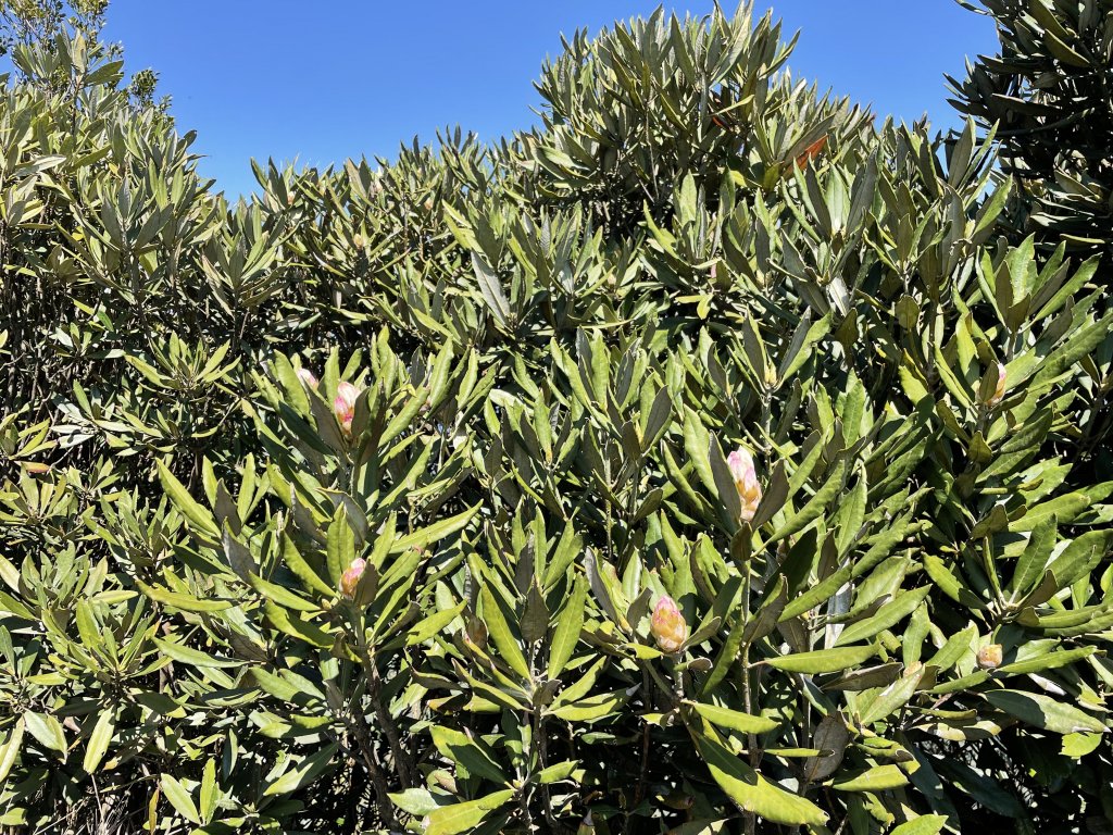 2020/03/12 那結山＆貴妃山 O形縱走_1650314