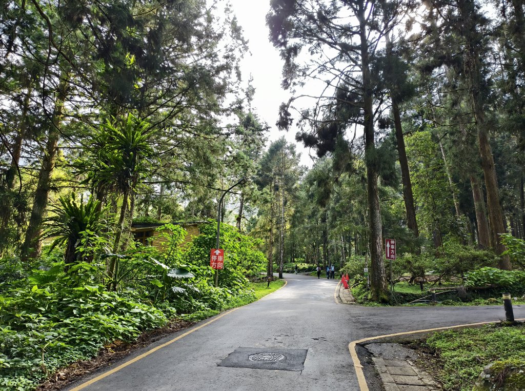 [百山百鳥尋旅-05/15] 2025_0830 溪頭賞鳥步道_賞鳥步道_2875037