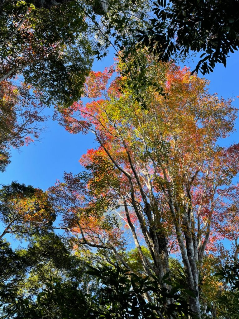 馬那邦山賞楓趣_1549545