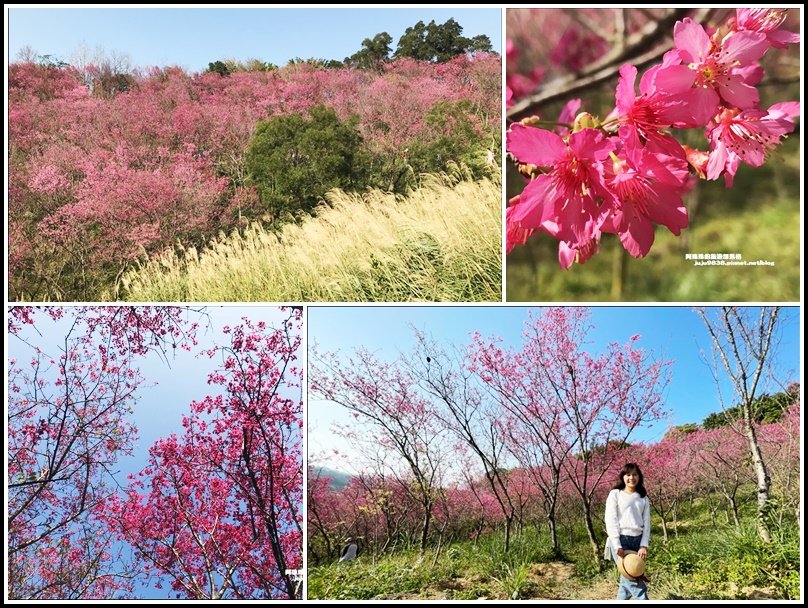 秀才登山步道滿山遍野浪漫山櫻花展風情_1268871