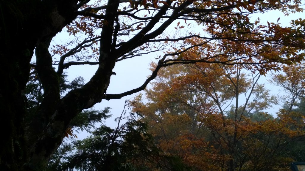  秋的色彩繽紛絢麗，美的讓人讚嘆不已!_456365