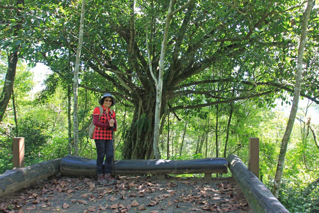 拳頭姆自然步道輕鬆行_792636