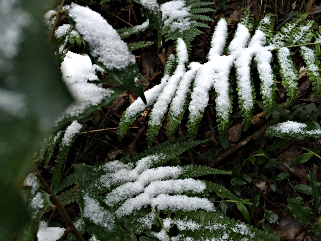 白雪覆蓋的向天山/向天池/面天山/二子坪_30384