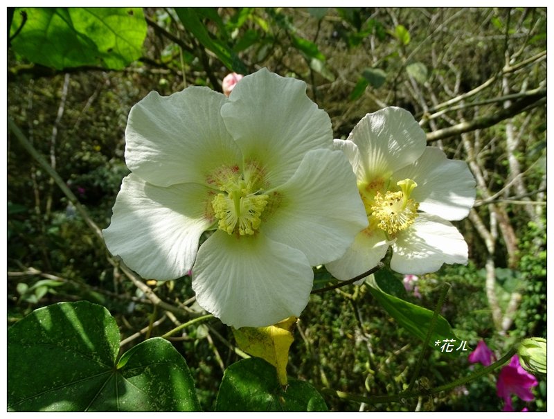 溪頭/山芙蓉之旅_712590