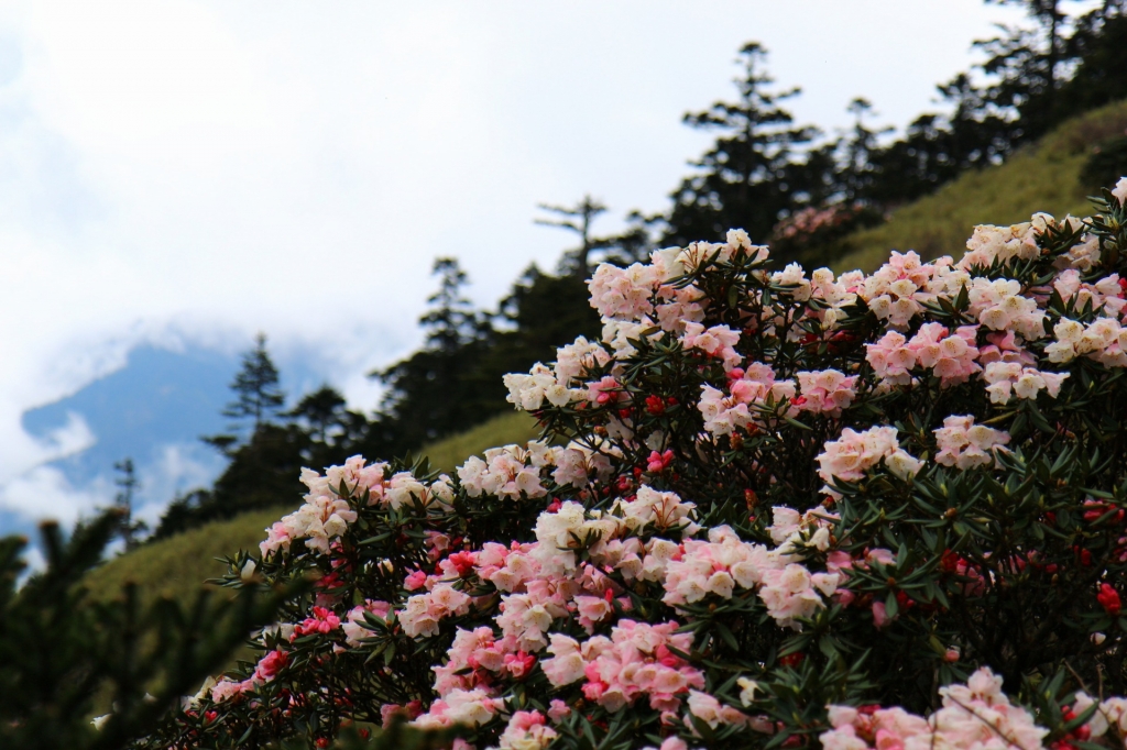 合歡山東峰 玉山杜鵑_40564