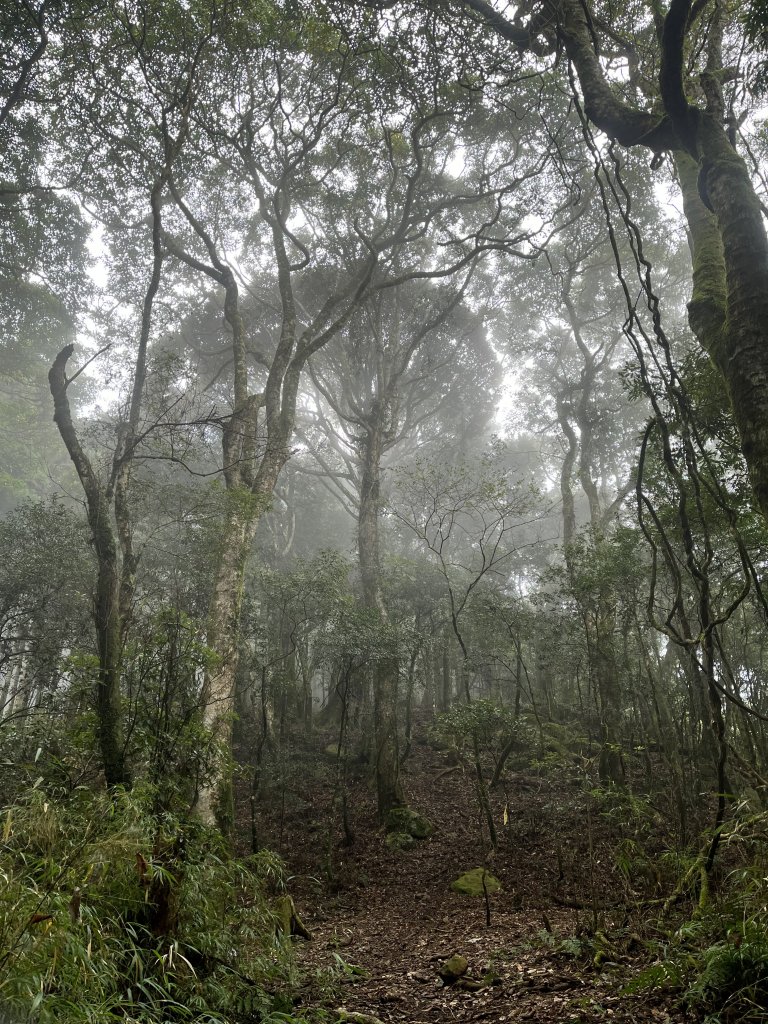 【鵝鳥雙拼】 鵝公髻接鳥嘴山_2382738