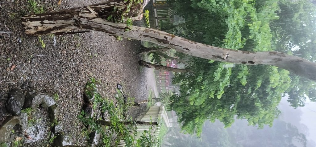 2022森遊竹縣 皮皮獅同樂會 下大雨的新竹青蛙石步道 20220703_1752883