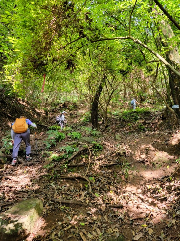 頂湖-頂湖山-小屯山-大屯山南峰-大屯坪-二子坪-20240811封面圖