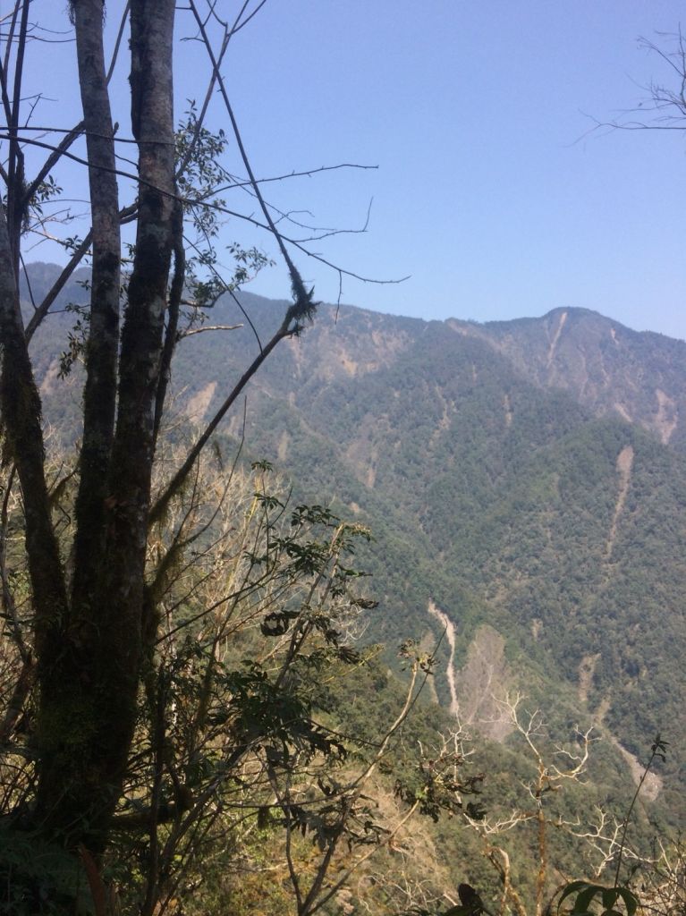 米羅山之木_292728