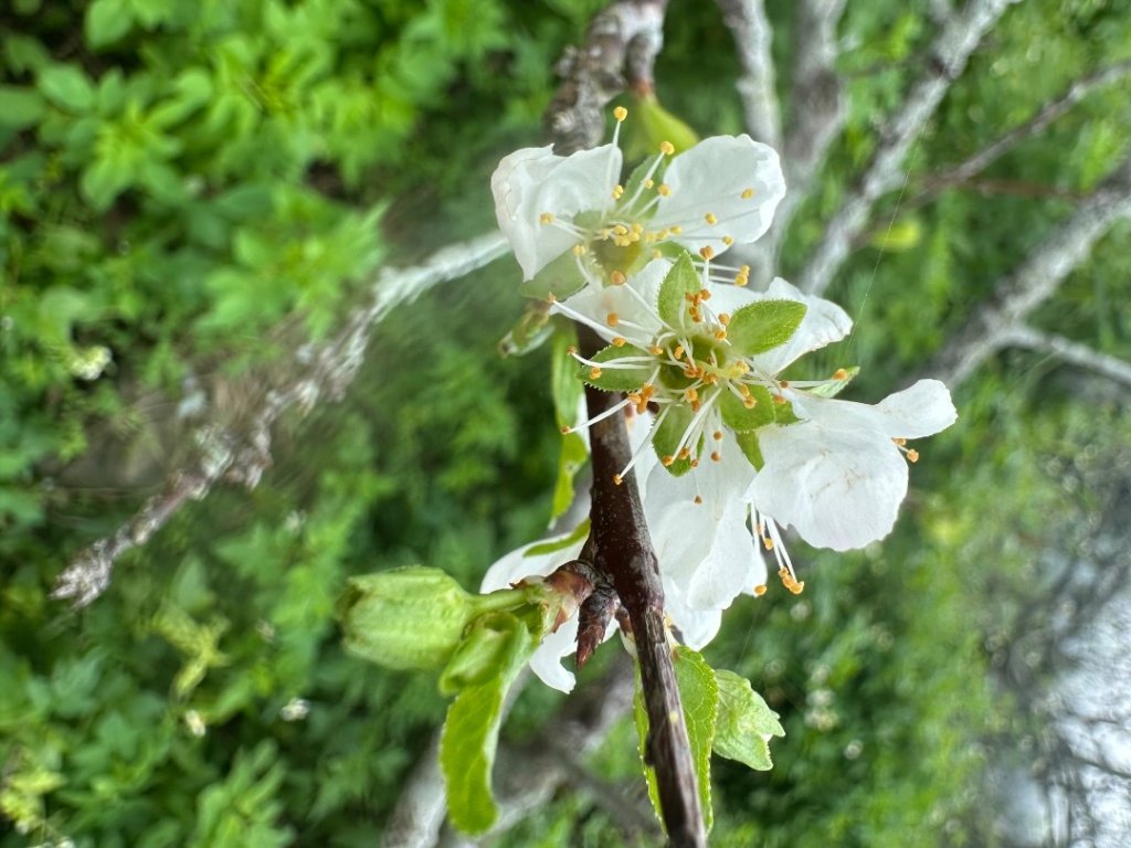 阿拔泉山、觀音石山、紅南坑山、獨立山_2650785