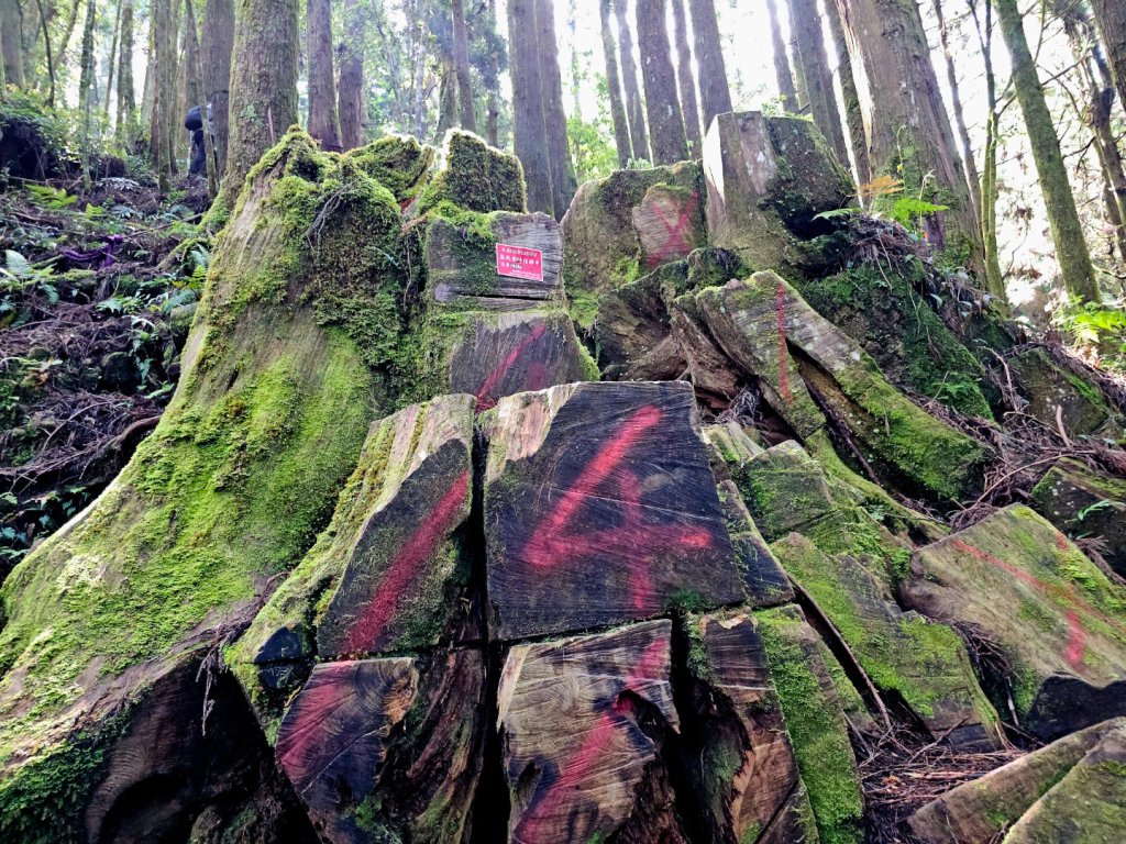 金柑樹山、忘憂森林步道-(南投)臺灣百大必訪步道_2789377