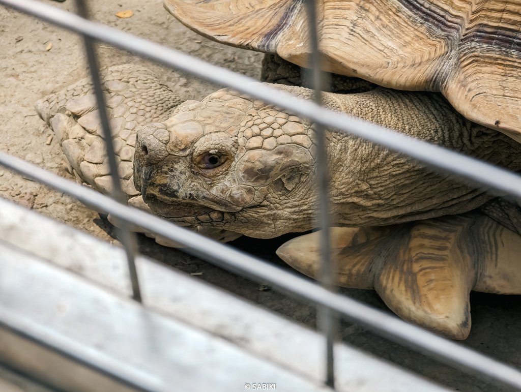 【高雄鼓山】高雄南柴山 - 壽山動物園健行_2026355