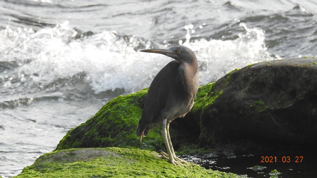 貢寮巡田水 - 桃源谷步道草嶺線來回走&龜島曉日_1322566