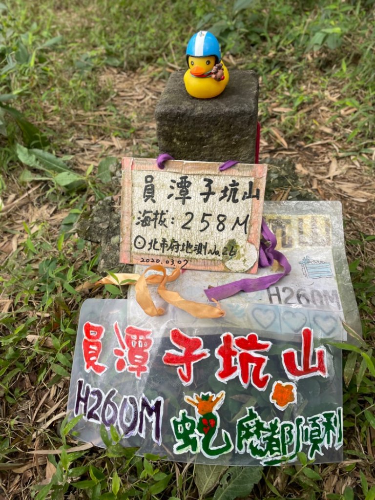 青潭越嶺政大-賞梅花🌸安坑🐦嘴四秀_2691669