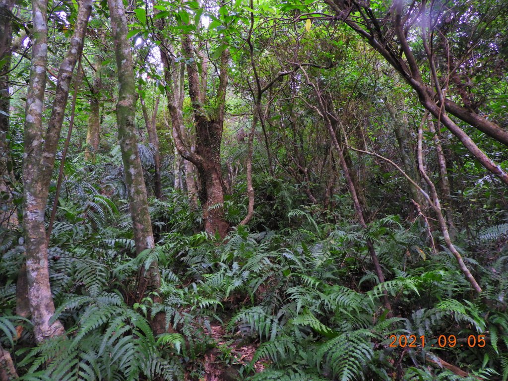 新北 雙溪 柑腳山_1452880