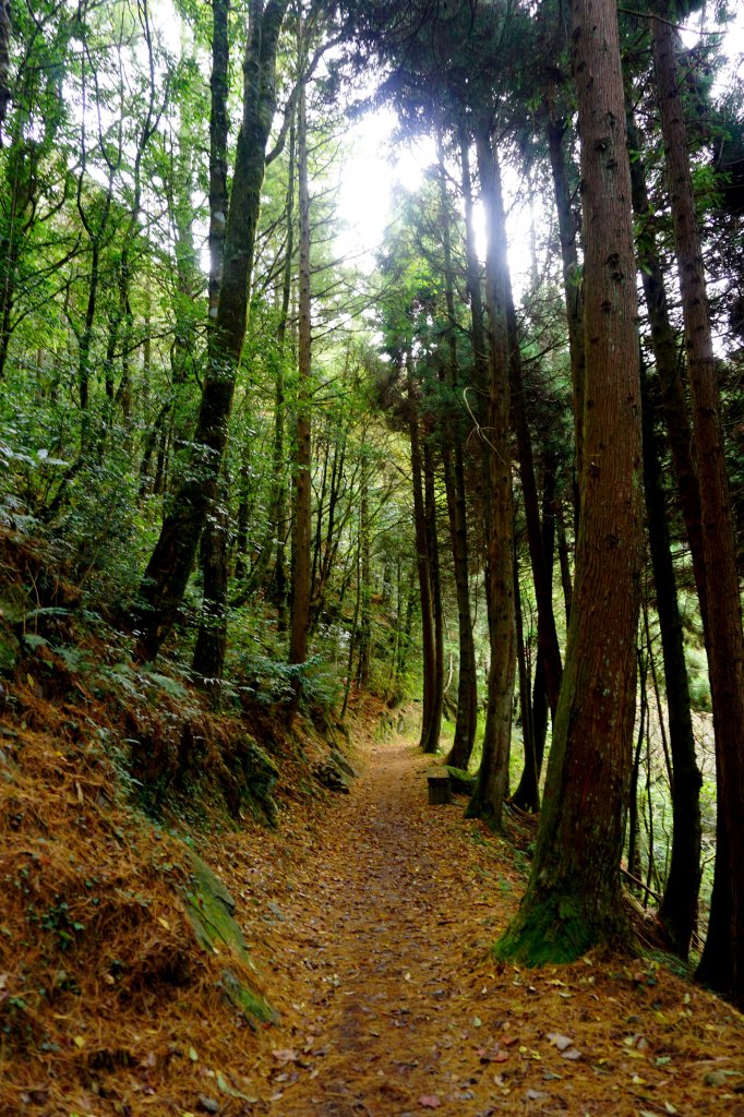 檜山巨木森林步道_481522
