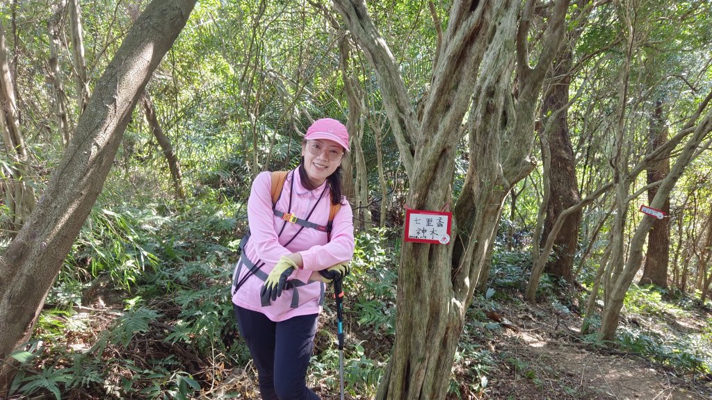 (姨婆趴趴走)第四十五集:新竹竹東三山（新具庄山、樹杞林山、員崠子山）環狀縱走_2662280