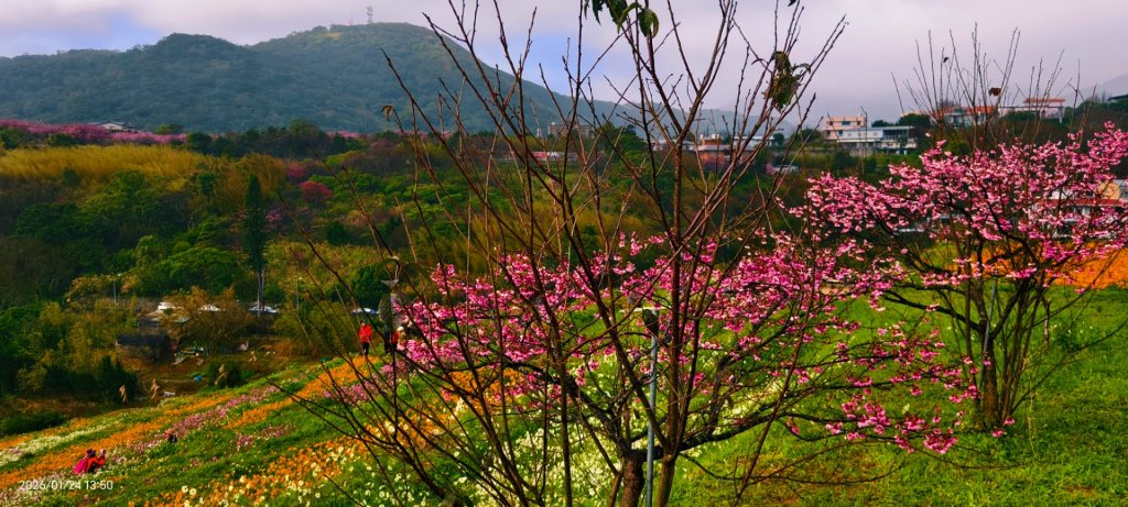 #平菁街 #鵝尾山梯田 #廣佑聖王廟 #寒櫻巷 #夕陽 1/24&25_2987005