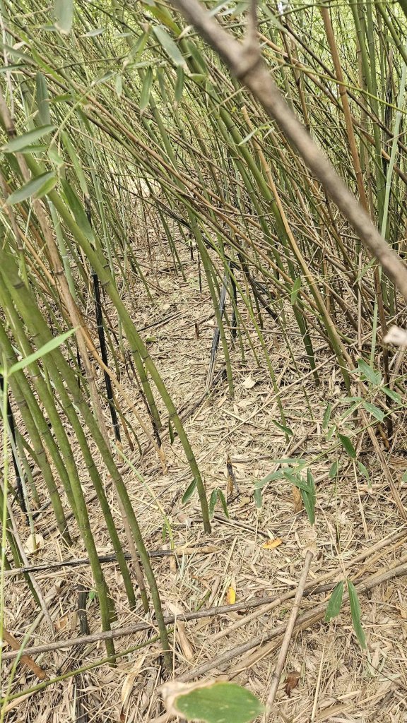 20250902大湖山東南峰-康樂山北峰-明舉山東峰-安湖公園-火炭坑山(騎車爬山)_2878444