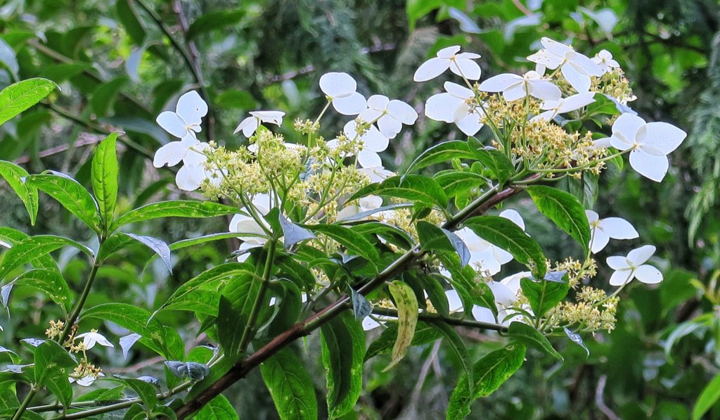 石山引水道 鹿林前山瀑布 鹿林神木_1741073