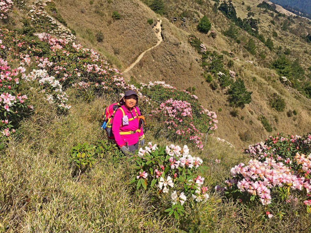 小奇萊賞杜鵑   2019/04/10_564013